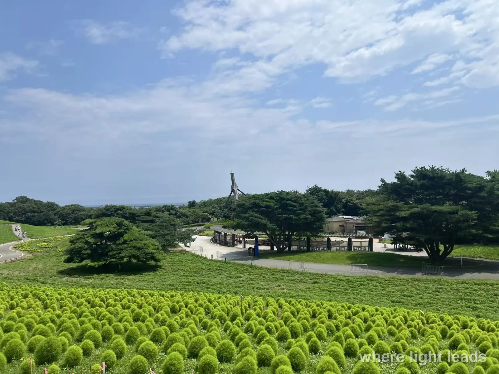 日立国立海浜公園のコキアと夏空